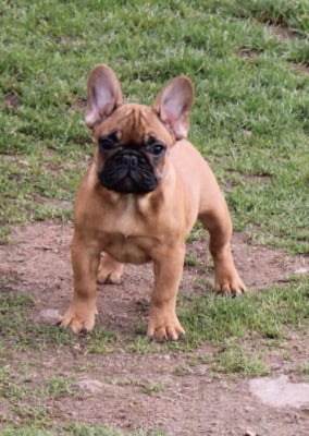Les chiots de Bouledogue français
