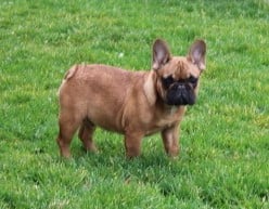 Les chiots de Bouledogue français