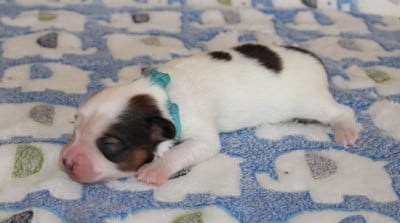 Les chiots de Epagneul nain Continental (Papillon)