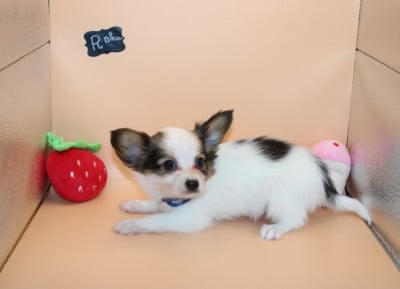 Les chiots de Epagneul nain Continental (Papillon)