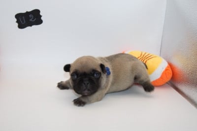 Les chiots de Bouledogue français