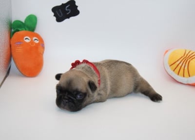 Les chiots de Bouledogue français