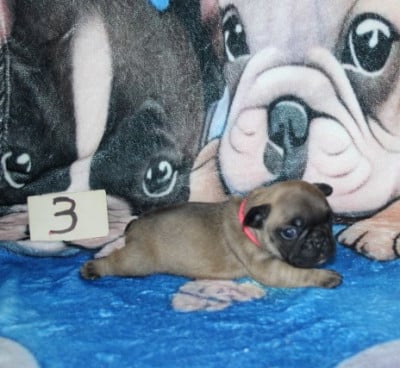 Les chiots de Bouledogue français
