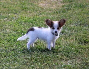 Les chiots de Epagneul nain Continental (Papillon)