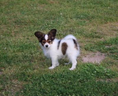 Les chiots de Epagneul nain Continental (Papillon)