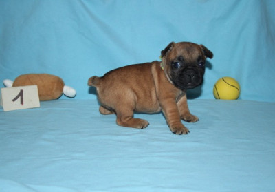 Les chiots de Bouledogue français