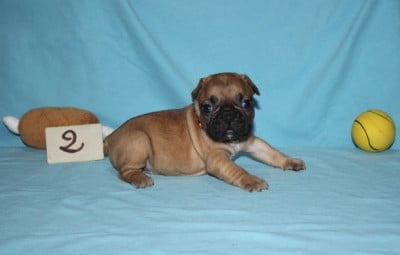 Les chiots de Bouledogue français