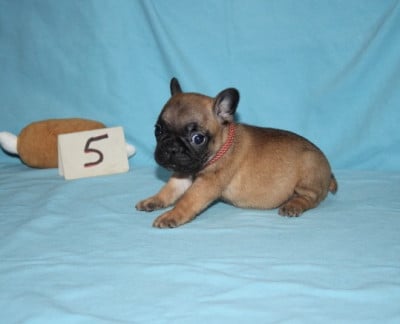 Les chiots de Bouledogue français