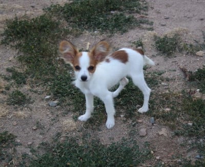 Les chiots de Epagneul nain Continental (Papillon)