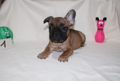 Les chiots de Bouledogue français