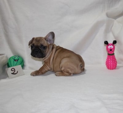 Les chiots de Bouledogue français