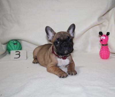 Les chiots de Bouledogue français