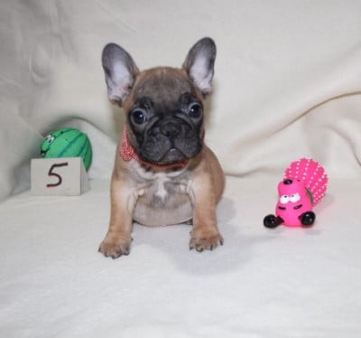 Les chiots de Bouledogue français