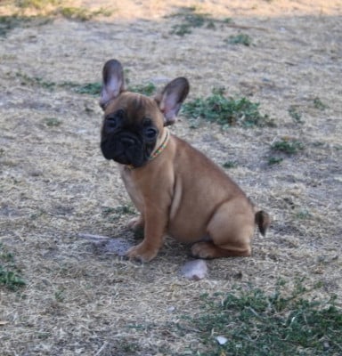 Les chiots de Bouledogue français