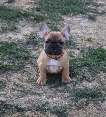 Les chiots de Bouledogue français