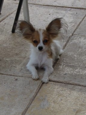 Epagneul nain Continental (Papillon)