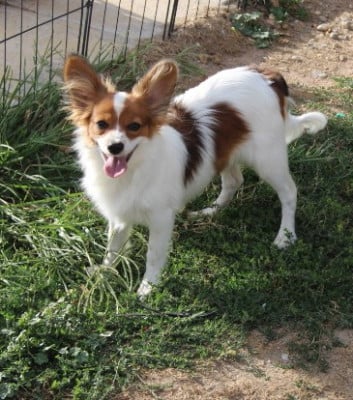 Les chiots de Epagneul nain Continental (Papillon)