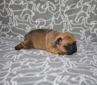Bouledogue français