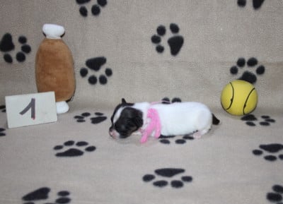 Bandit - Epagneul nain Continental (Papillon)