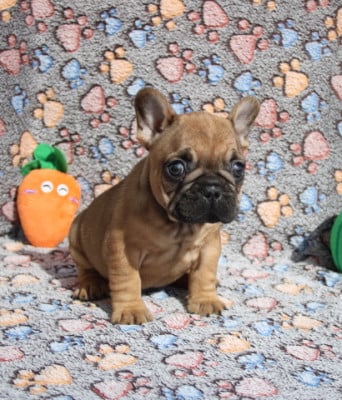 Les chiots de Bouledogue français
