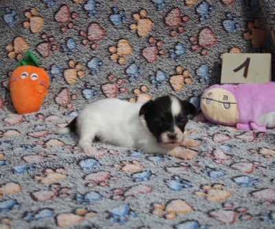 Les chiots de Epagneul nain Continental (Papillon)