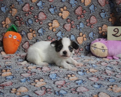Les chiots de Epagneul nain Continental (Papillon)