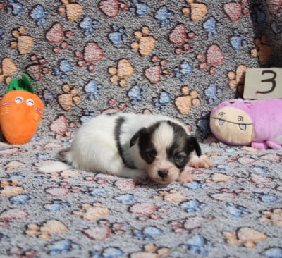 Les chiots de Epagneul nain Continental (Papillon)