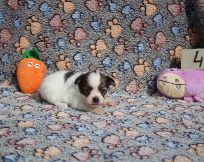 Les chiots de Epagneul nain Continental (Papillon)