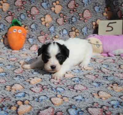 Les chiots de Epagneul nain Continental (Papillon)