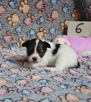 Les chiots de Epagneul nain Continental (Papillon)