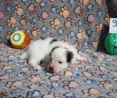 Les chiots de Epagneul nain Continental (Papillon)