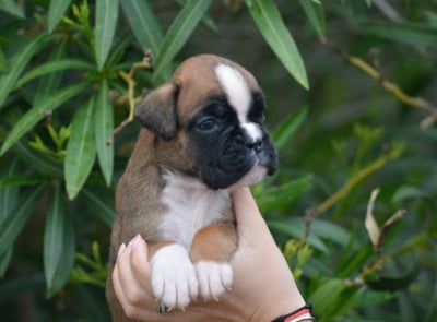 Les chiots de Boxer