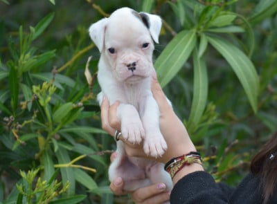 Les chiots de Boxer