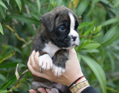 Les chiots de Boxer