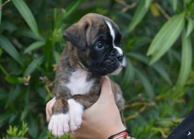 Les chiots de Boxer