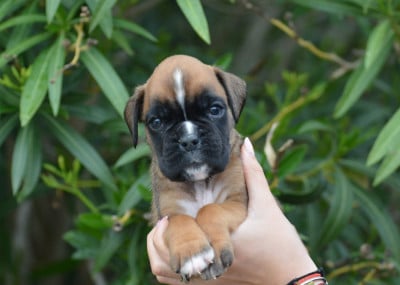 Les chiots de Boxer