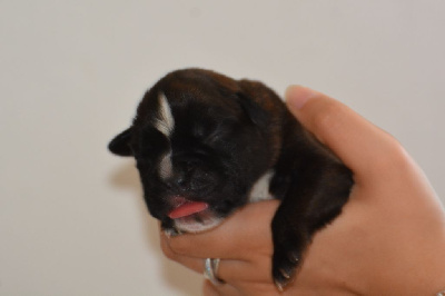 Les chiots de Boxer