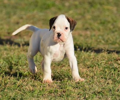 Les chiots de Boxer