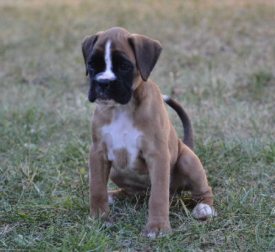 Les chiots de Boxer