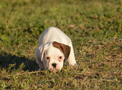 Les chiots de Boxer
