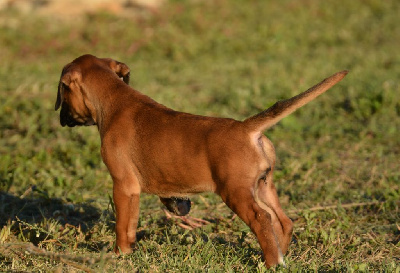 Les chiots de Boxer