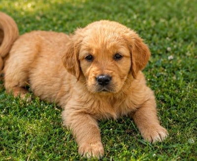 Les chiots de Golden Retriever