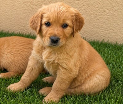 Les chiots de Golden Retriever