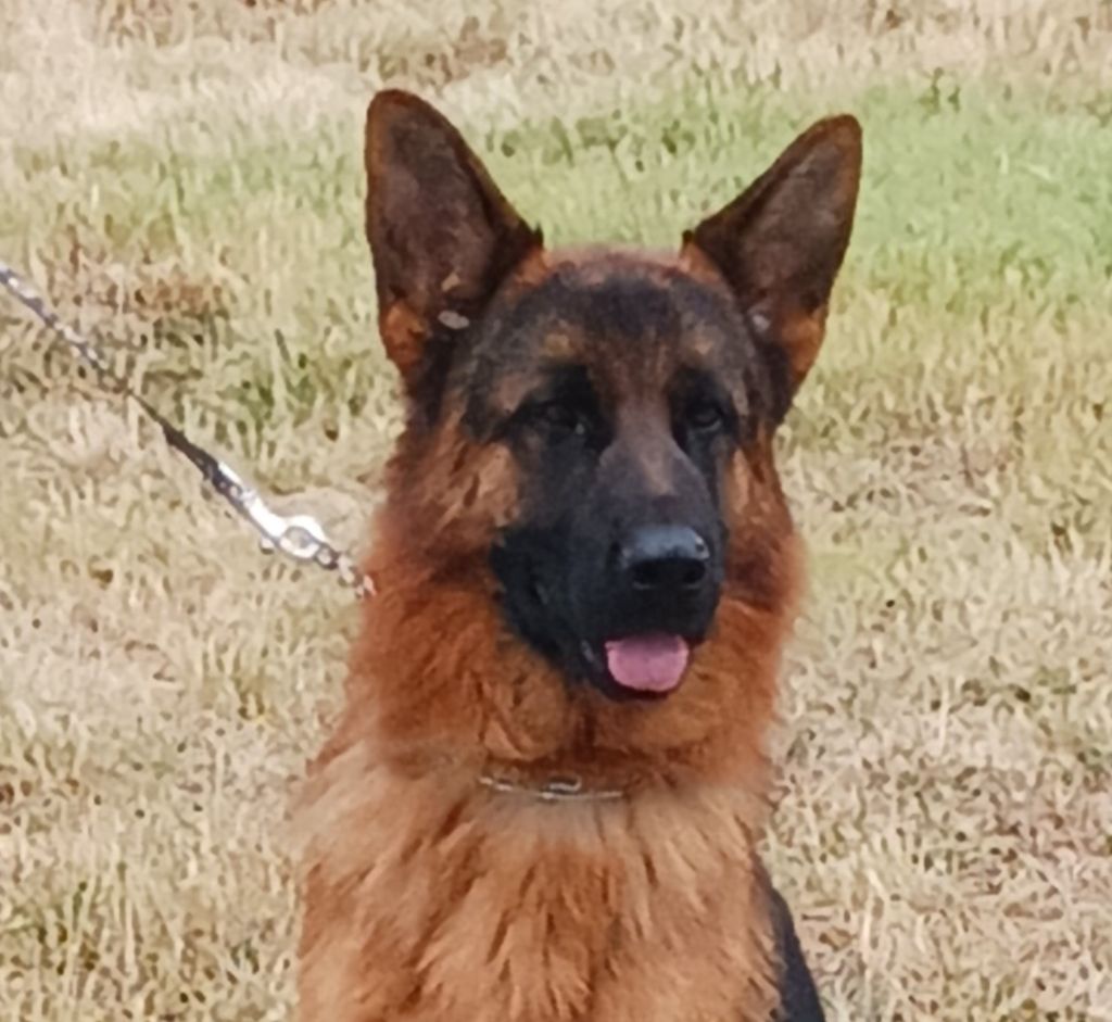 Texas de la vallée des crocs blancs