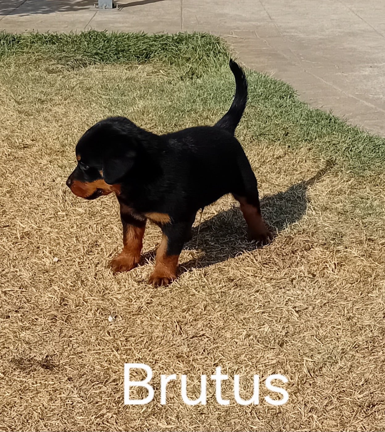 Brutus