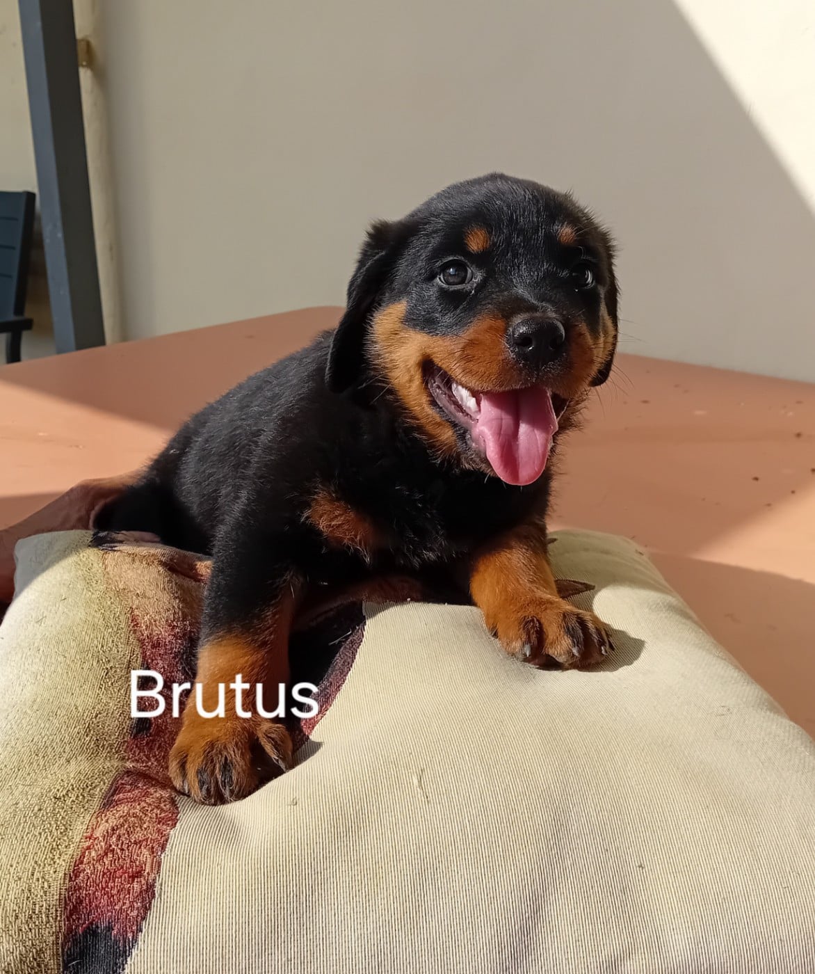 Brutus