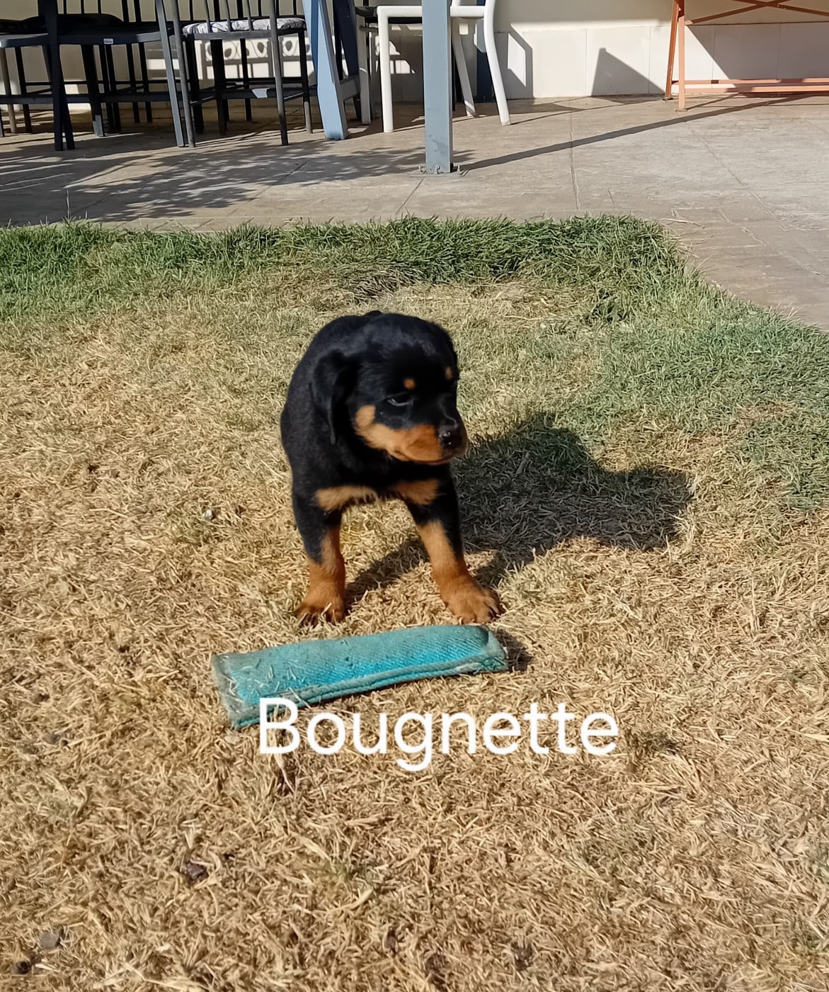 Bougnette