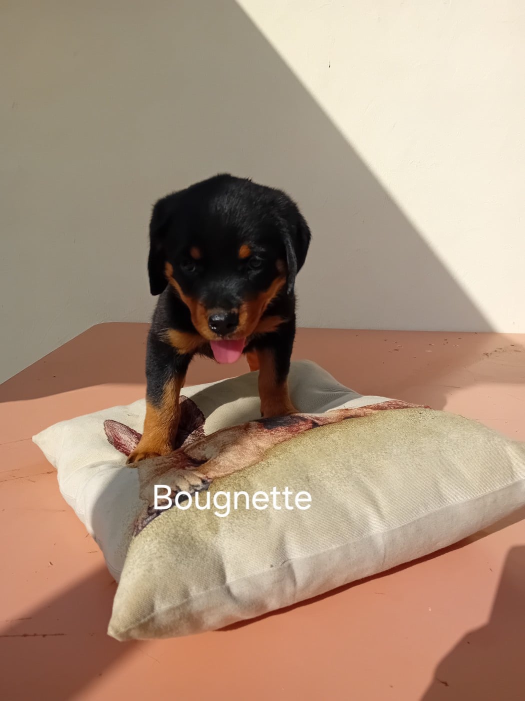 Bougnette