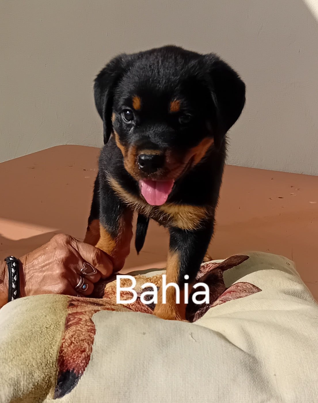 Bahia