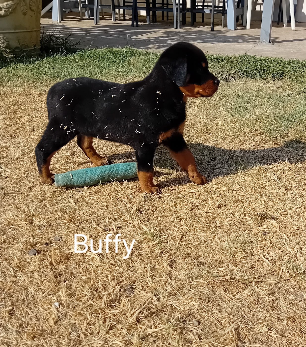 Buffy